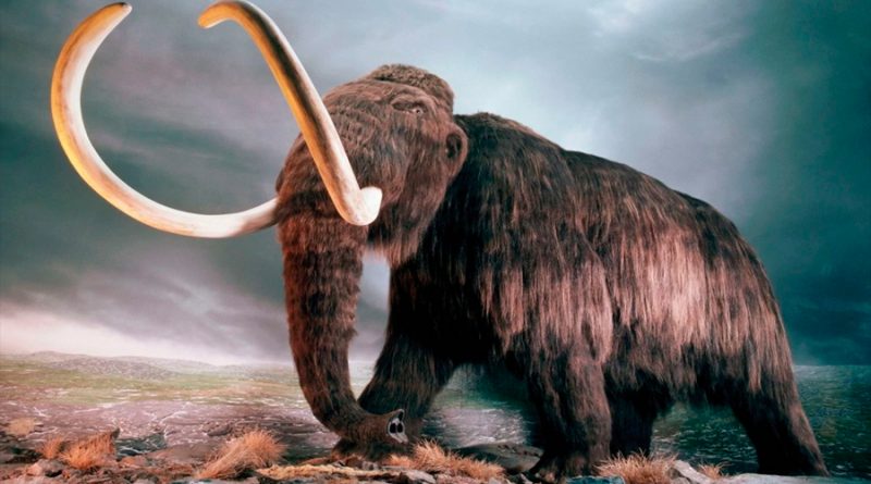 El colmillo de un mamut lanudo permite reconstruir sus pasos hace 17,000 años