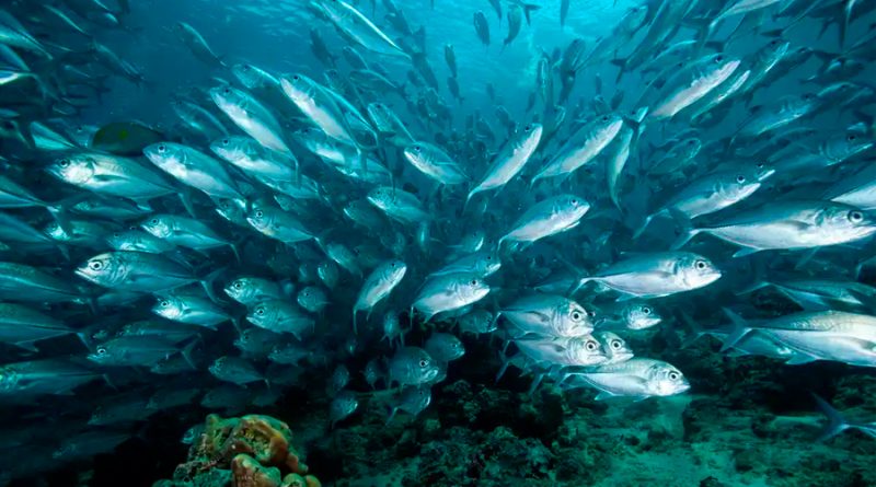 Sardinas y arenques, entre los peces en riesgo de extinción