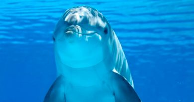 En los delfines el metabolismo también se ralentiza con la edad
