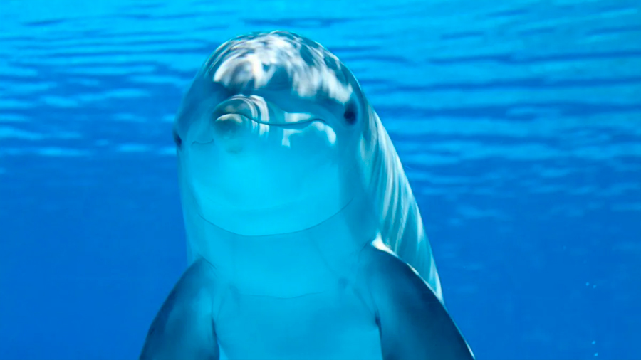 En los delfines el metabolismo también se ralentiza con la edad