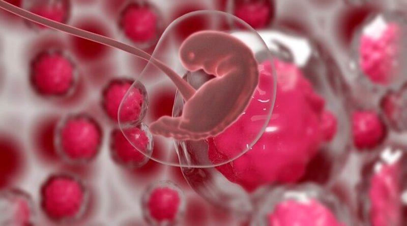 Embriones de ratón desarrollados 100% fuera del útero