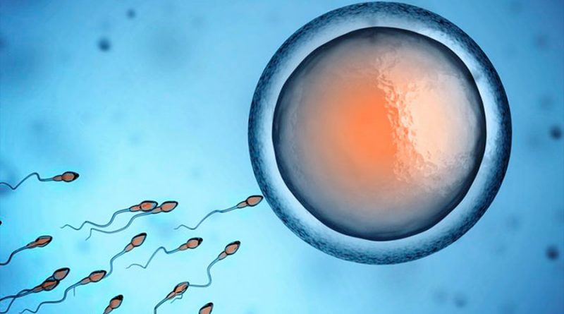 Un anticuerpo que atrapa espermatozoides: posible nuevo anticonceptivo no hormonal