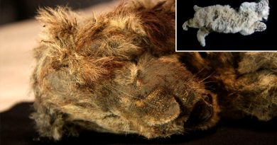 Encuentran crías de león de 4,000 años perfectamente conservadas