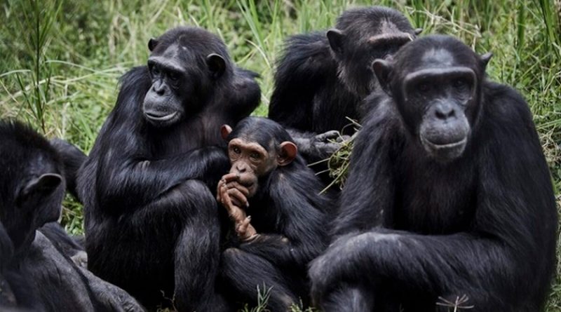 Ser amigo del jefe, ayuda; también a los chimpancés