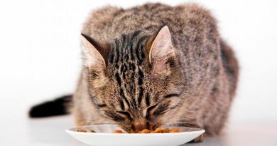 Un estudio demuestra cómo los gatos prefieren recibir sus alimentos