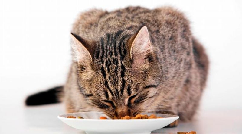 Un estudio demuestra cómo los gatos prefieren recibir sus alimentos