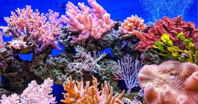 Coctel de bacterias beneficiosas aumenta supervivencia de corales
