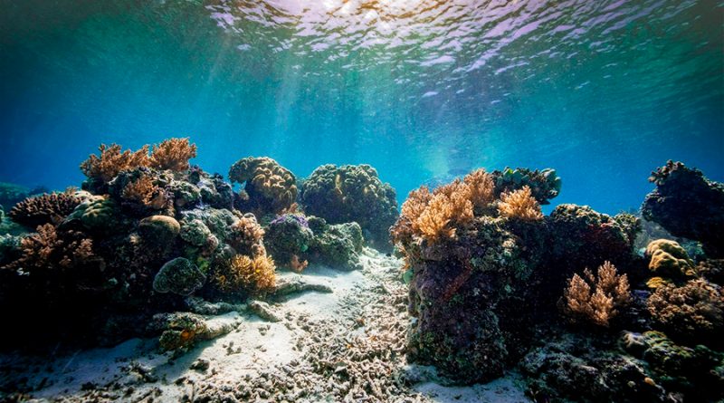 Descubren un coral gigante de 400 años en la Gran Barrera de Coral