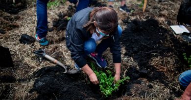 Cinvestav apuesta por el uso de hongos para beneficiar a la reforestación