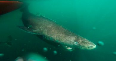Vive en Groenlandia: un tiburón nacido en 1505 es el animal más viejo del mundo