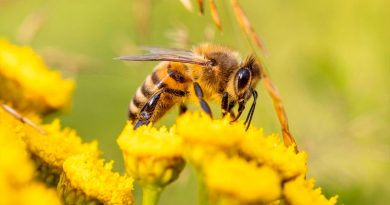 Las especies de abejas con cerebros más grandes aprenden mejor