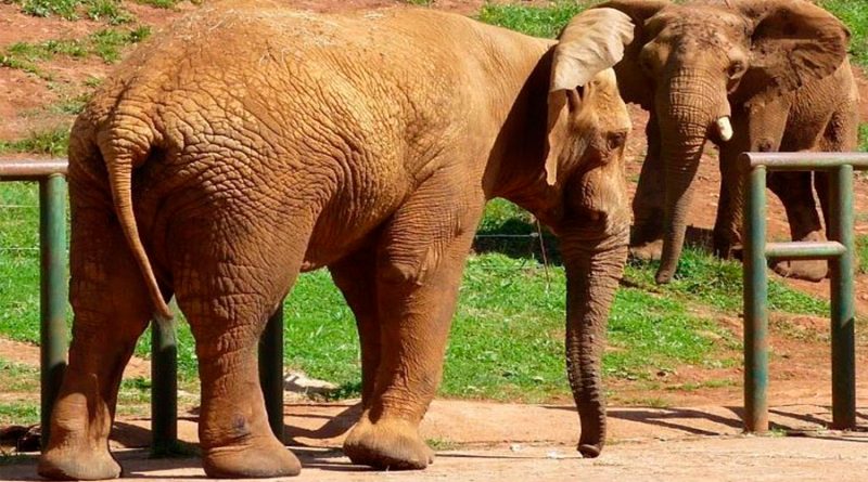 Descubren el secreto de la versatilidad en movimientos de la trompa en los elefantes