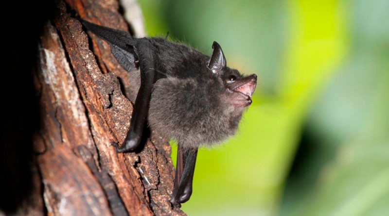 Las crías de murciélago balbucean de forma similar a los bebés humanos