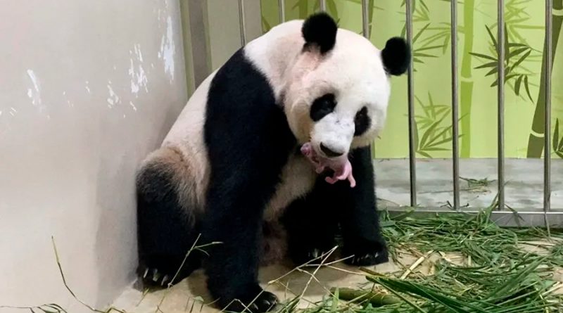 Nace en Singapur panda engendrado mediante inseminación artificial