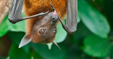 COVID-19 no circula en ninguna población de murciélagos, dice UNAM