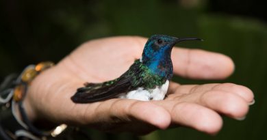 Hembras de una especie de colibrí copian la apariencia de los machos para evitar el acoso