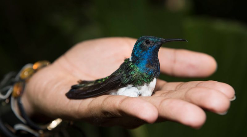 Hembras de una especie de colibrí copian la apariencia de los machos para evitar el acoso