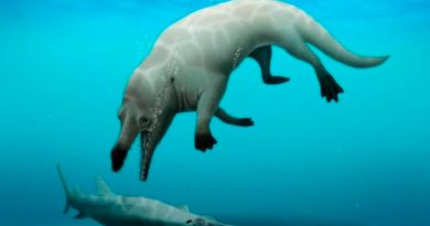 Científicos descubrieron una nueva especie de ballena de cuatro patas
