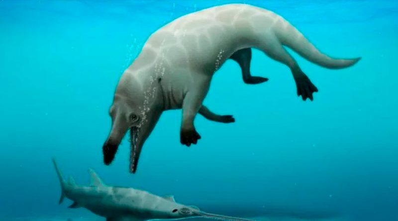Científicos descubrieron una nueva especie de ballena de cuatro patas