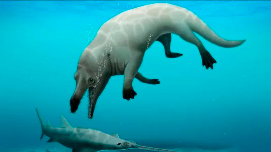 Scientists have discovered a new species of four-legged whale