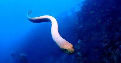 Atracción fatal: los científicos culpan los ataques de las serpientes marinas al deseo sexual