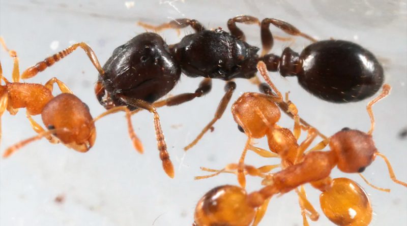 Hormigas esclavizan a otras y las llevan a su colonia para que trabajen