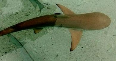 Insólito: nace una cría de tiburón dentro de un tanque solo habitado por hembras