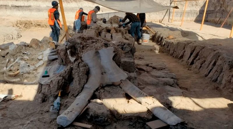 La construcción del nuevo aeropuerto ha permitido conocer la riqueza de mamuts en México: Joaquín Arroyo-Cabrales