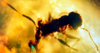 Hallan una hormiga del infierno de 99 millones de años en un ámbar devorando una cucaracha
