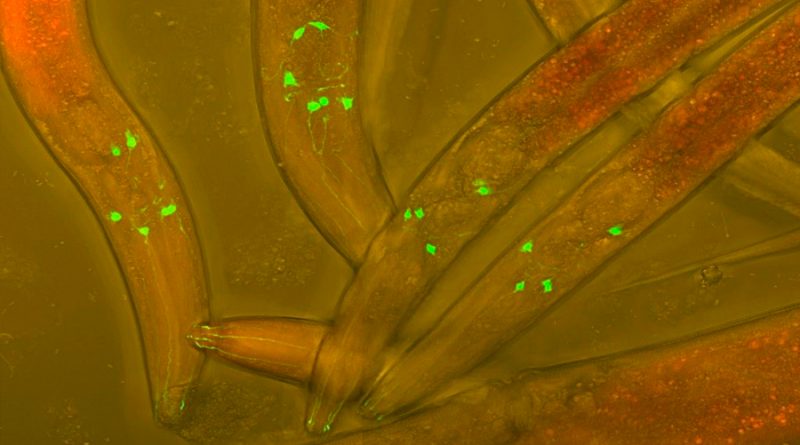 Reconectan un circuito neuronal en un gusano usando partes de hidra
