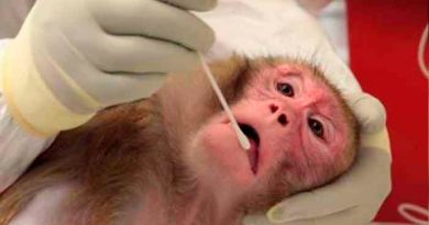 Un gen de monos y ratones interfiere con el VIH y el ébola