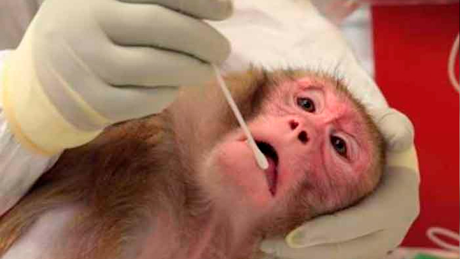 Un gen de monos y ratones interfiere con el VIH y el ébola