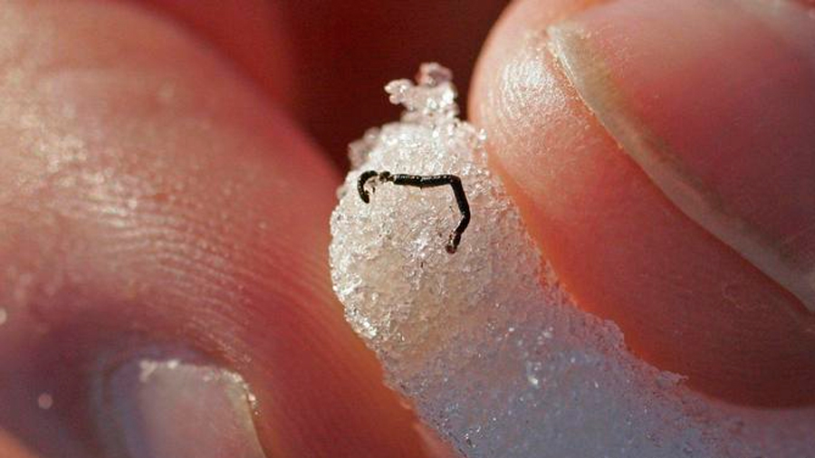 El misterio de los gusanos glaciares, una "paradoja" científica que expertos intentan develar