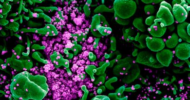 Cómo el primer virus descubierto por la ciencia puede contribuir a luchar contra el SARS-CoV-2