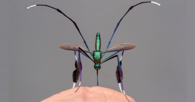 La foto del mosquito "más hermoso del mundo" y otras del concurso más prestigioso sobre la naturaleza
