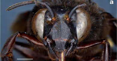 Descubren en Ecuador un caso de una abeja andrógina: mitad hembra, mitad macho