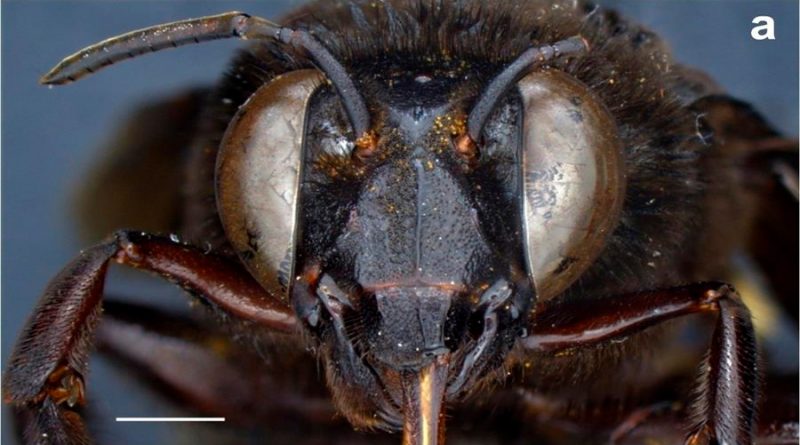 Descubren en Ecuador un caso de una abeja andrógina: mitad hembra, mitad macho
