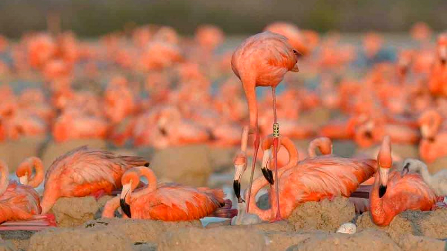 México: Reportan 15 mil nidos de flamenco rosado en la Reserva de la Biósfera Ría Lagartos