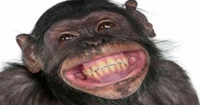 'Los bebés ríen como monos': primatólogo que estudia la risa
