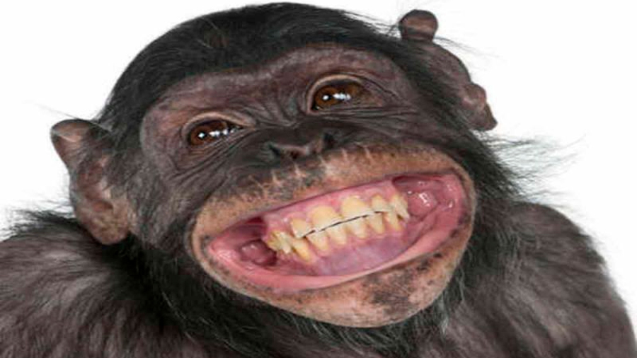 'Los bebés ríen como monos': primatólogo que estudia la risa