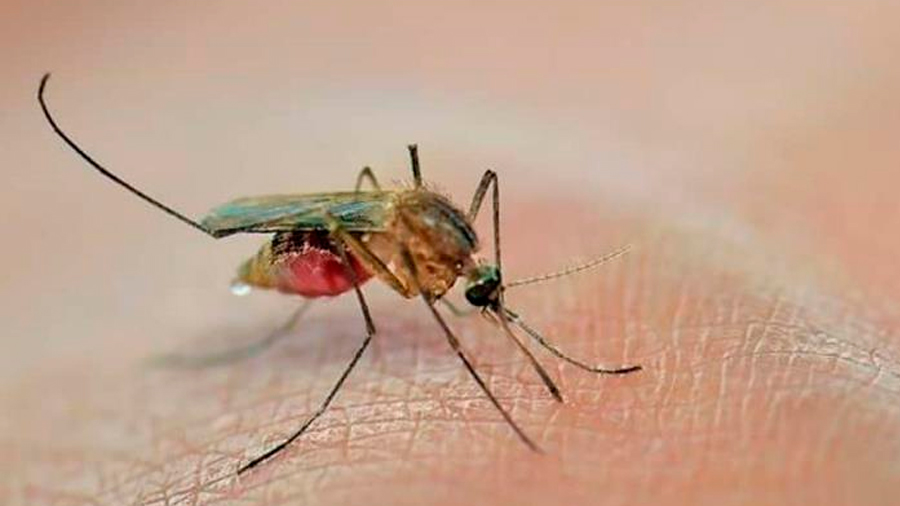 ¿Te pican mucho los mosquitos? Estas son las razones, según la ciencia
