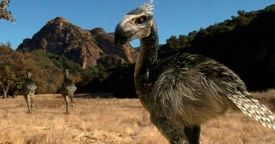 Descubren en Argentina aves carnívoras gigantes del Pleistoceno