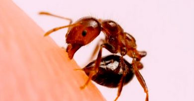 Las hormigas usan zinc para su poderosa mordedura