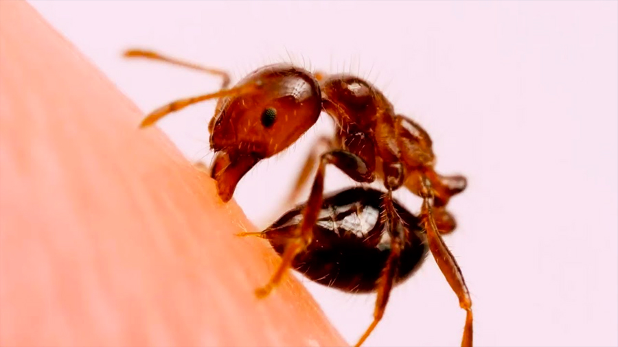 Las hormigas usan zinc para su poderosa mordedura