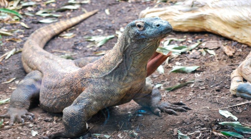 Cambio climático afecta al dragón de Komodo y lo declaran especie en peligro de extinción