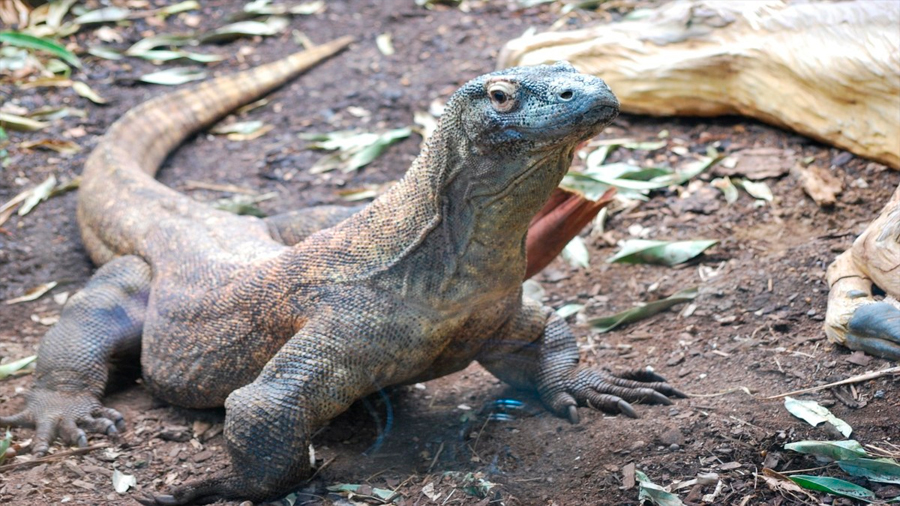 Cambio climático afecta al dragón de Komodo y lo declaran especie en peligro de extinción
