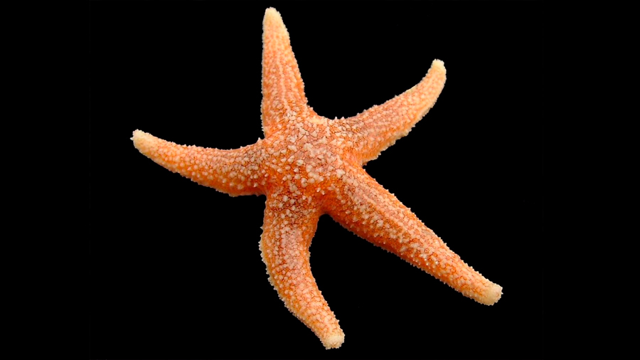 Señales químicas inhiben apetito en estrellas de mar como en humanos