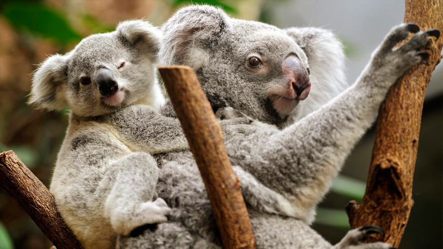 El virus que mata a los koalas se transmite de madre a cría, según un estudio