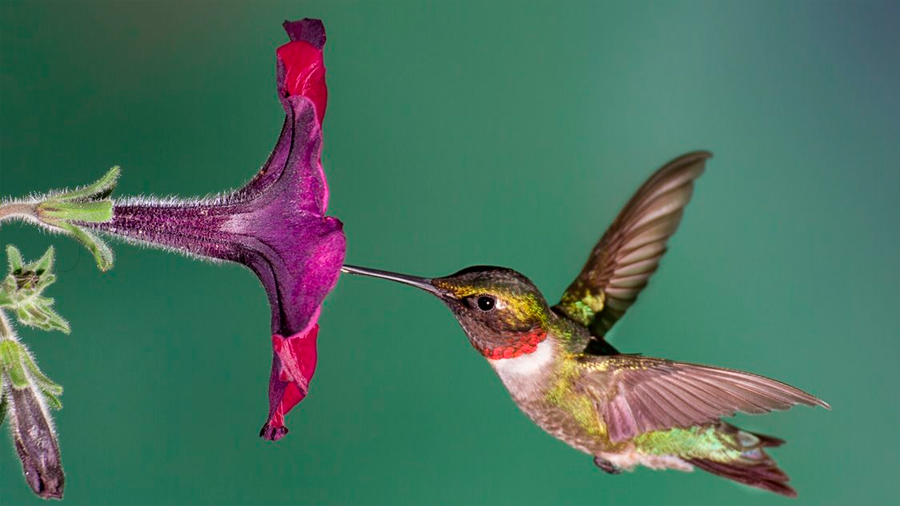 Los colibríes poseen un activo sentido del olfato que les permite detectar el peligro y evitarlo