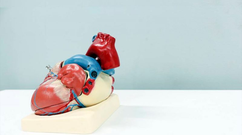Médicos descubren cómo el cerebro modula la actividad del corazón